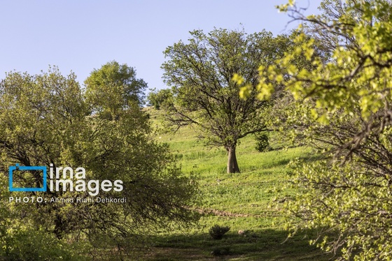 ایران زیباست | جلوه های بهاری در مشایخ