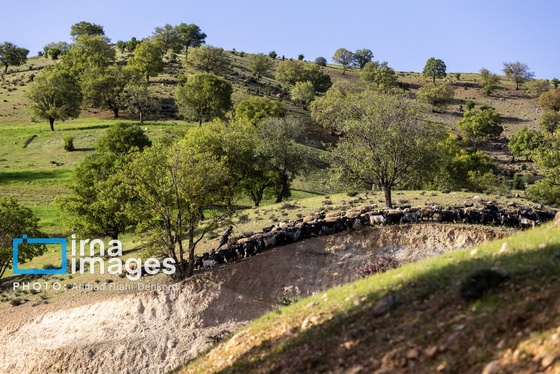 ایران زیباست | جلوه های بهاری در مشایخ