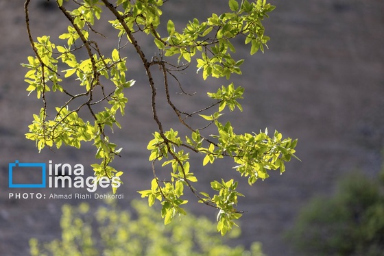 ایران زیباست | جلوه های بهاری در مشایخ