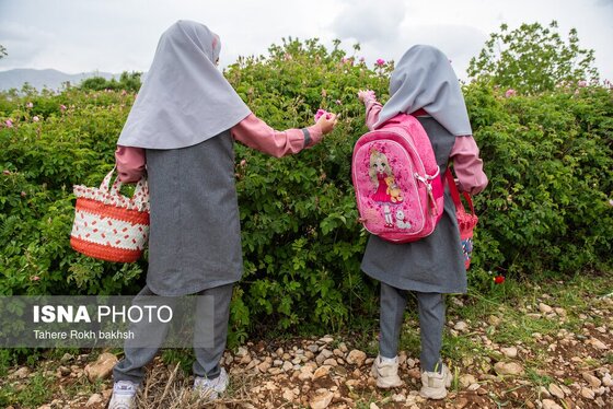 گزارش تصویری | برداشت گل محمدی و تهیه گلاب به یاد دانش‌آموزان شهید میناب - میمند