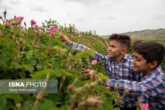 گزارش تصویری | برداشت گل محمدی و تهیه گلاب به یاد دانش‌آموزان شهید میناب - میمند