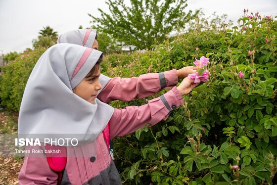 گزارش تصویری | برداشت گل محمدی و تهیه گلاب به یاد دانش‌آموزان شهید میناب - میمند
