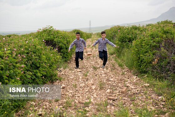 گزارش تصویری | برداشت گل محمدی و تهیه گلاب به یاد دانش‌آموزان شهید میناب - میمند