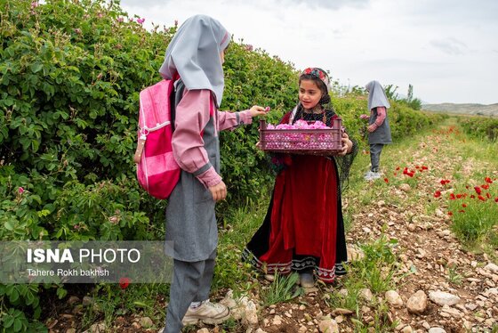 گزارش تصویری | برداشت گل محمدی و تهیه گلاب به یاد دانش‌آموزان شهید میناب - میمند