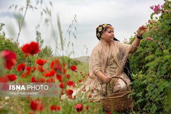 گزارش تصویری | برداشت گل محمدی و تهیه گلاب به یاد دانش‌آموزان شهید میناب - میمند