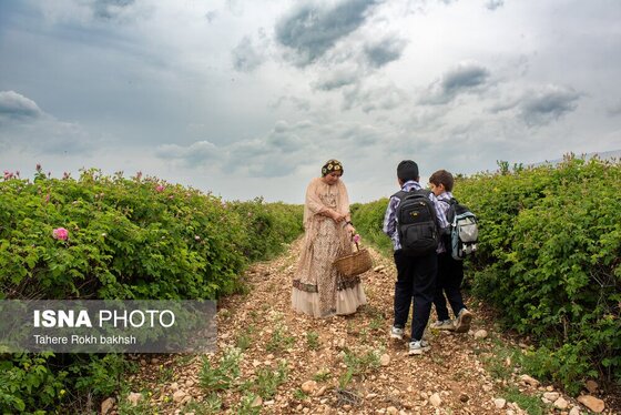 گزارش تصویری | برداشت گل محمدی و تهیه گلاب به یاد دانش‌آموزان شهید میناب - میمند
