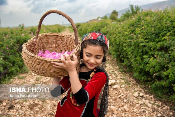 گزارش تصویری | برداشت گل محمدی و تهیه گلاب به یاد دانش‌آموزان شهید میناب - میمند
