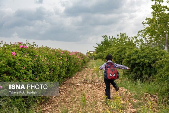 گزارش تصویری | برداشت گل محمدی و تهیه گلاب به یاد دانش‌آموزان شهید میناب - میمند