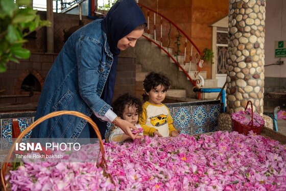 گزارش تصویری | برداشت گل محمدی و تهیه گلاب به یاد دانش‌آموزان شهید میناب - میمند