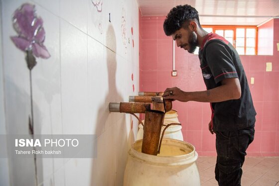 گزارش تصویری | برداشت گل محمدی و تهیه گلاب به یاد دانش‌آموزان شهید میناب - میمند