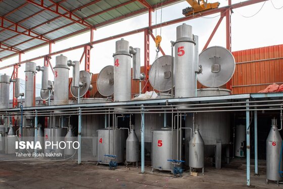 گزارش تصویری | برداشت گل محمدی و تهیه گلاب به یاد دانش‌آموزان شهید میناب - میمند