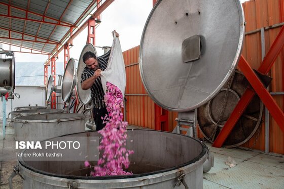 گزارش تصویری | برداشت گل محمدی و تهیه گلاب به یاد دانش‌آموزان شهید میناب - میمند