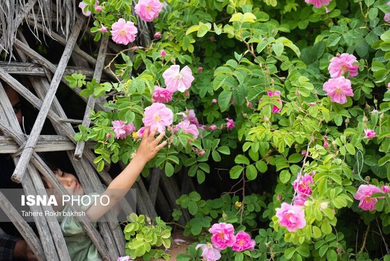 گزارش تصویری | برداشت گل محمدی و تهیه گلاب به یاد دانش‌آموزان شهید میناب - میمند