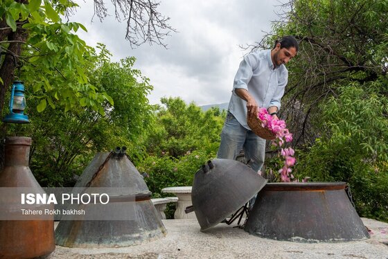گزارش تصویری | برداشت گل محمدی و تهیه گلاب به یاد دانش‌آموزان شهید میناب - میمند
