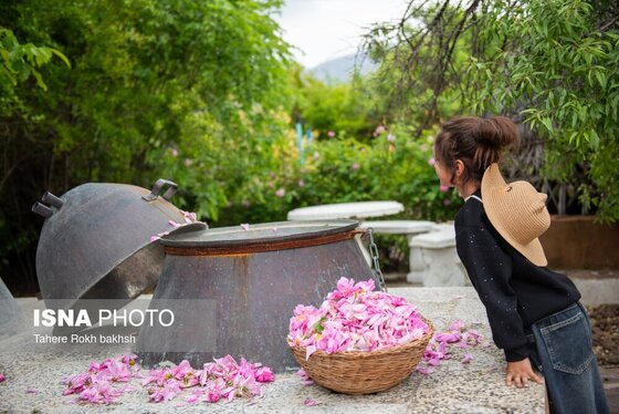 گزارش تصویری | برداشت گل محمدی و تهیه گلاب به یاد دانش‌آموزان شهید میناب - میمند
