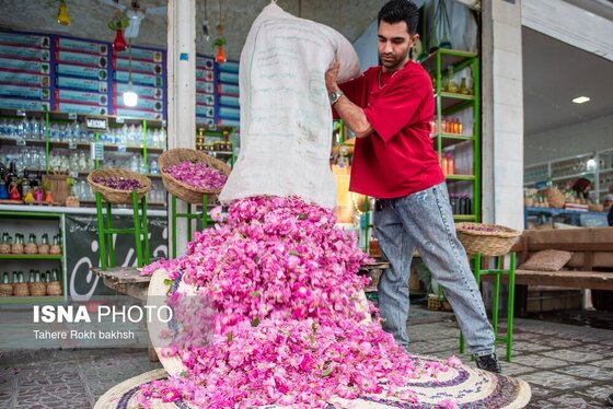 گزارش تصویری | برداشت گل محمدی و تهیه گلاب به یاد دانش‌آموزان شهید میناب - میمند