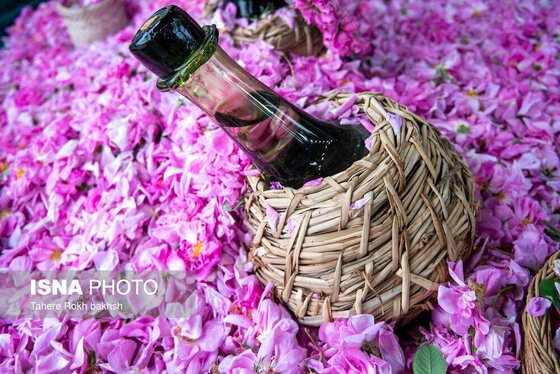 گزارش تصویری | برداشت گل محمدی و تهیه گلاب به یاد دانش‌آموزان شهید میناب - میمند