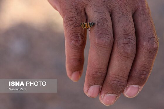 گزارش تصویری | زنبور عسل، قهرمان کوچک اقتصاد و محیط زیست