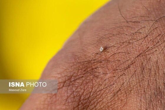 گزارش تصویری | زنبور عسل، قهرمان کوچک اقتصاد و محیط زیست