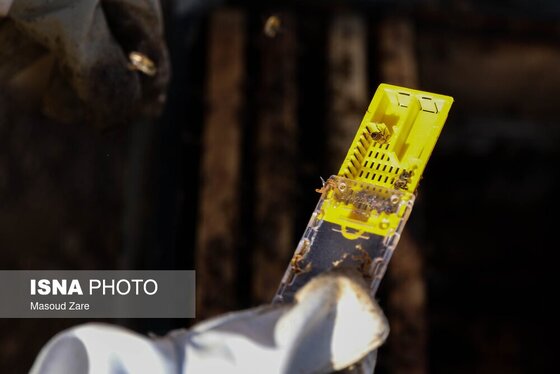 گزارش تصویری | زنبور عسل، قهرمان کوچک اقتصاد و محیط زیست