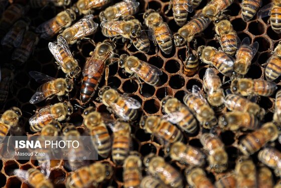 گزارش تصویری | زنبور عسل، قهرمان کوچک اقتصاد و محیط زیست