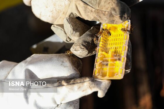 گزارش تصویری | زنبور عسل، قهرمان کوچک اقتصاد و محیط زیست