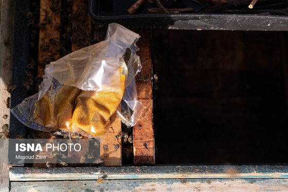 گزارش تصویری | زنبور عسل، قهرمان کوچک اقتصاد و محیط زیست