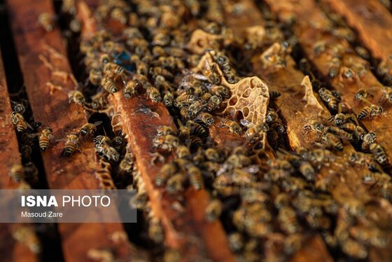 گزارش تصویری | زنبور عسل، قهرمان کوچک اقتصاد و محیط زیست