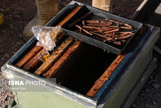 گزارش تصویری | زنبور عسل، قهرمان کوچک اقتصاد و محیط زیست