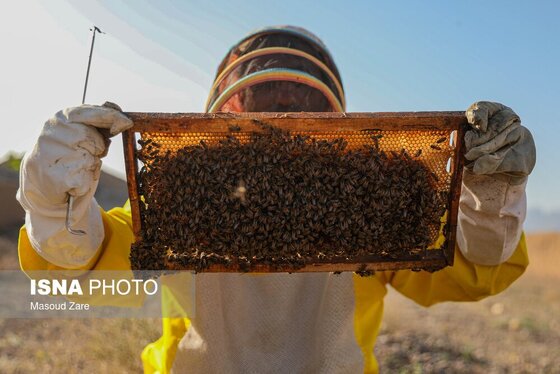 گزارش تصویری | زنبور عسل، قهرمان کوچک اقتصاد و محیط زیست