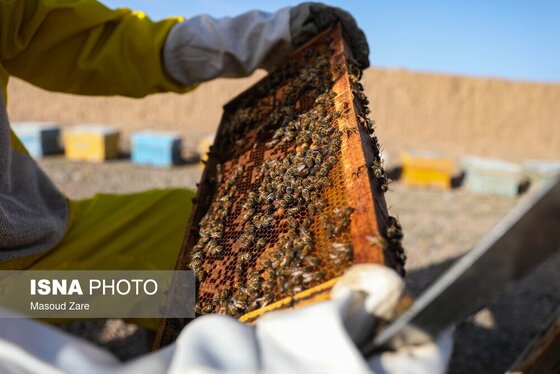 گزارش تصویری | زنبور عسل، قهرمان کوچک اقتصاد و محیط زیست