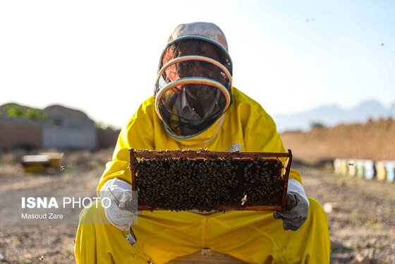 گزارش تصویری | زنبور عسل، قهرمان کوچک اقتصاد و محیط زیست