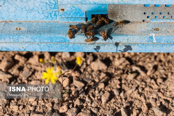 گزارش تصویری | زنبور عسل، قهرمان کوچک اقتصاد و محیط زیست