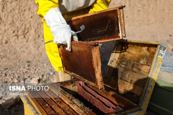 گزارش تصویری | زنبور عسل، قهرمان کوچک اقتصاد و محیط زیست