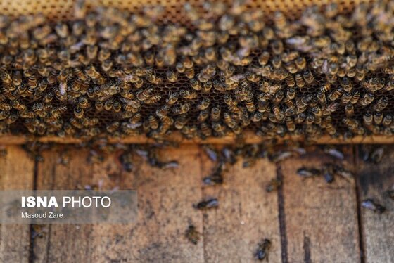 گزارش تصویری | زنبور عسل، قهرمان کوچک اقتصاد و محیط زیست