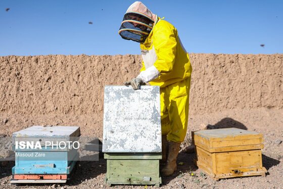 گزارش تصویری | زنبور عسل، قهرمان کوچک اقتصاد و محیط زیست