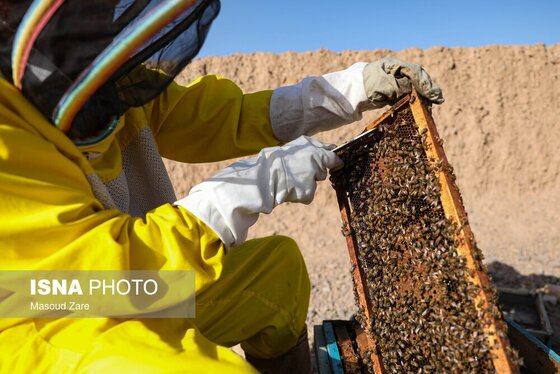 گزارش تصویری | زنبور عسل، قهرمان کوچک اقتصاد و محیط زیست