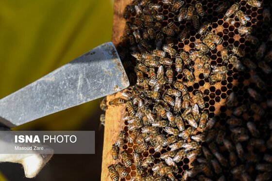 گزارش تصویری | زنبور عسل، قهرمان کوچک اقتصاد و محیط زیست