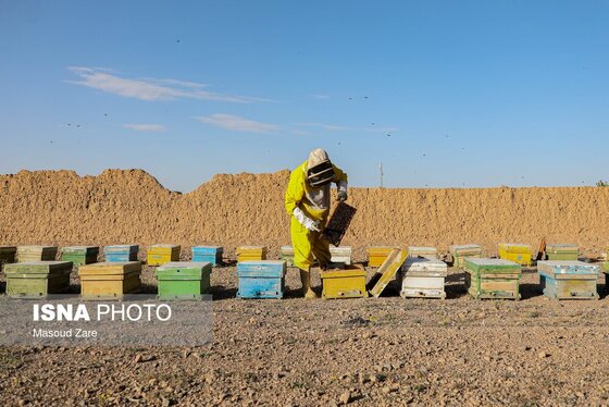 گزارش تصویری | زنبور عسل، قهرمان کوچک اقتصاد و محیط زیست