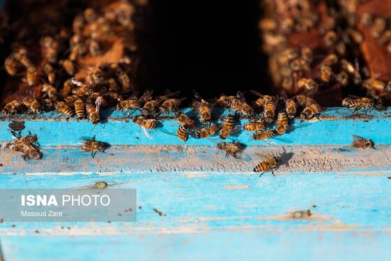 گزارش تصویری | زنبور عسل، قهرمان کوچک اقتصاد و محیط زیست