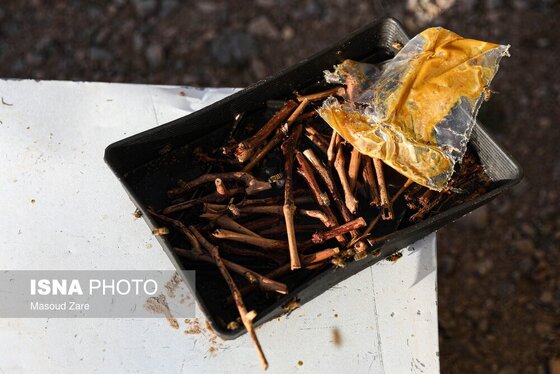 گزارش تصویری | زنبور عسل، قهرمان کوچک اقتصاد و محیط زیست