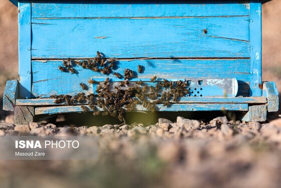 گزارش تصویری | زنبور عسل، قهرمان کوچک اقتصاد و محیط زیست