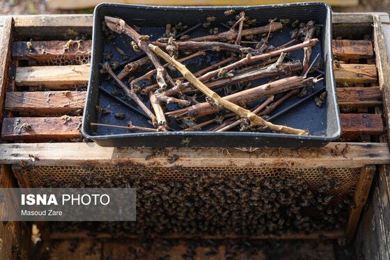 گزارش تصویری | زنبور عسل، قهرمان کوچک اقتصاد و محیط زیست