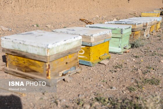 گزارش تصویری | زنبور عسل، قهرمان کوچک اقتصاد و محیط زیست