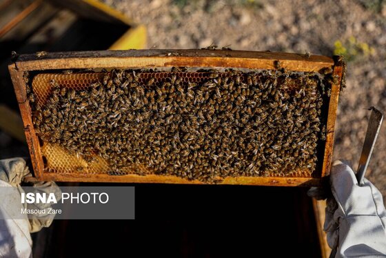 گزارش تصویری | زنبور عسل، قهرمان کوچک اقتصاد و محیط زیست