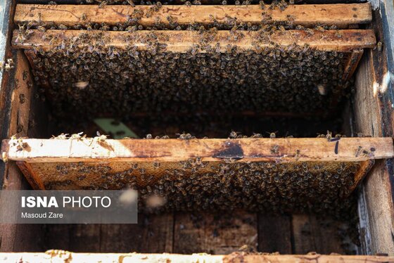 گزارش تصویری | زنبور عسل، قهرمان کوچک اقتصاد و محیط زیست