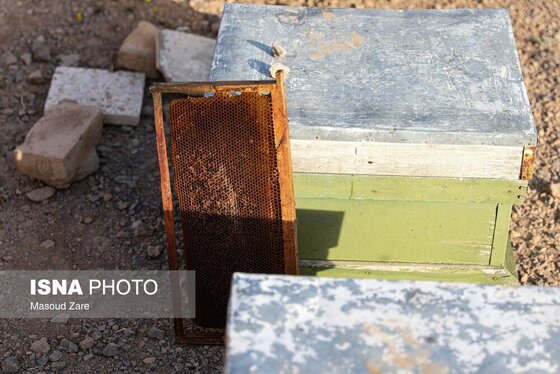 گزارش تصویری | زنبور عسل، قهرمان کوچک اقتصاد و محیط زیست