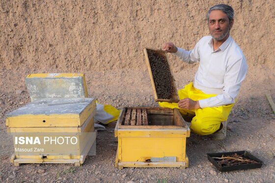 گزارش تصویری | زنبور عسل، قهرمان کوچک اقتصاد و محیط زیست