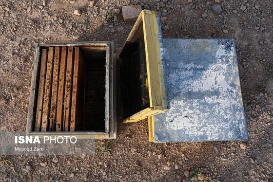 گزارش تصویری | زنبور عسل، قهرمان کوچک اقتصاد و محیط زیست