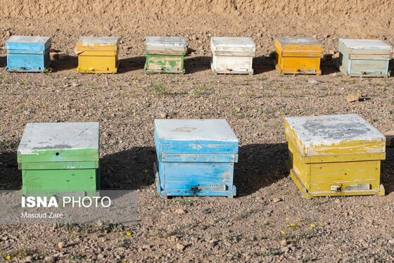 گزارش تصویری | زنبور عسل، قهرمان کوچک اقتصاد و محیط زیست